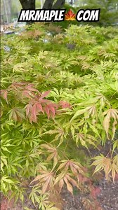 Acer palmatum 'Will's Devine' Japanese Maple | Shop MrMaple🍁com