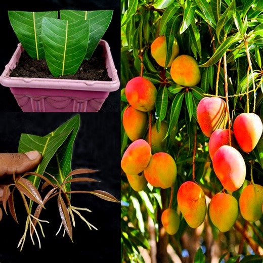 2M views · 18K reactions | How to Grow Mango Tree from Cutting With Mango Leaves In a Garlic | Tamanna Garden | Facebook
