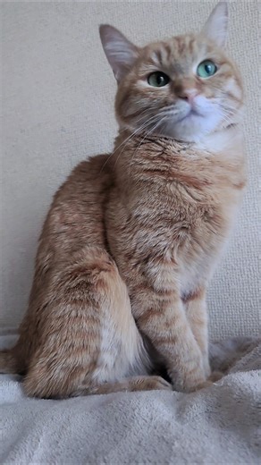 可愛いくて出掛けにくい時。#cat #cute #cutecat #orangecat #猫 #かわいい #かわいい猫 #茶トラ#癒し #猫のいる暮らし #ねこのいる生活