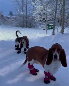 10K reactions · 721 shares | These dog boots: Easy to put on and actually stay on  Protect your pup's paws from snow, salt, and mud! | Canada Pooch | Facebook