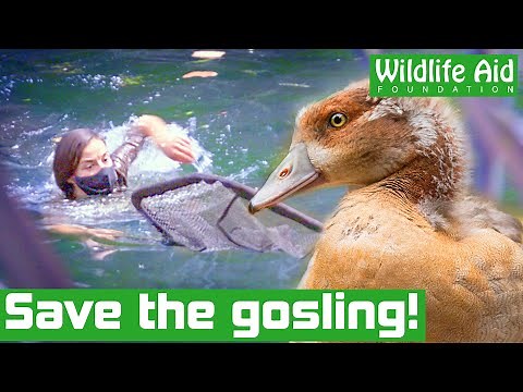 Vet DIVES into river to save injured BABY GOOSE!