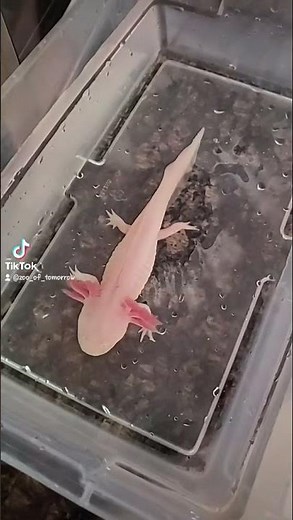 Axolotl recipe