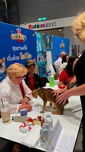 Lovely Abyssinian cat, super sweet & affectionate #abyssinian #worldcatshow #wcf | Gucciology