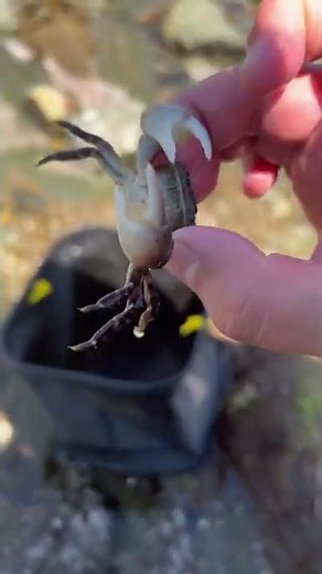 イソガニを素揚げにして食べてみた⁉