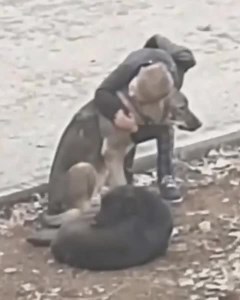 A little boy thought no one was watching So he knelt down and hugged the stray dogs he met They leaned into him, as if they had been waiting for that touch forever Pure love, in its simplest form 💛 Full Story in comments👇 👇 👇 #KindnessMatters #BoyAndDogs #StreetDogs #HeartwarmingStory | Today News
