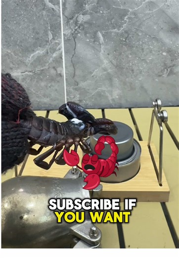 Cooking Delicious Scorpions: A Unique Seafood Delight