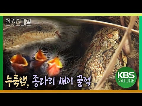 누룩뱀, 종다리 새끼 꿀꺽 [환경스페셜-생명풍경, 야생에서 살아남기] / KBS 20060614 방송