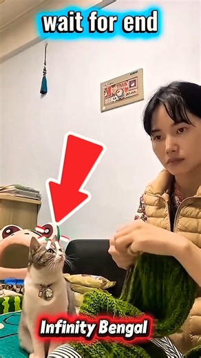 A Cat That Learned Sign Language for Its Owner 🐱🤟