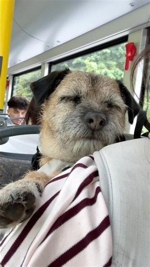 One Very Sleepy Border Terrier After a Big Day Out #nodogsleftbehind