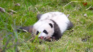 Oh! How cute! Is that a panda-shaped sweeping robot on the ground? #HiPanda #ChengduPandaBase #adorable #cute #PandaFun #HowGiantPandasGrowUp For more panda information, please check out: http://en.ipanda.com | iPanda