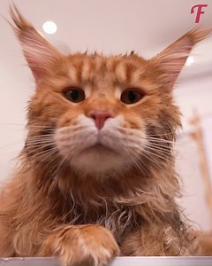 320K views · 26K reactions | Groomer cuts off 2lb of fur after cat's heroic 6 month odyssey | Tips & Tricks | Facebook