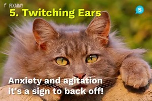 200K views · 622 reactions | This is why cats like to rub against you – I had no idea! | Animal Channel | Facebook