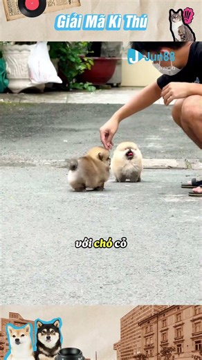 Vì sao chó cỏ lại thích đuổi theo gà#shorts #animals #hài hước