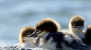 At the sandbars of the Kanas River, various waders enjoy the quiet and cozy habitat together. Their presence is the best proof of the good local environment.#Xinjiang | CGTN