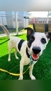 120 reactions · 47 shares | Found male dog #A299369 near 451 and 41...