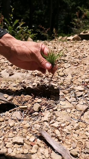 Young Japanese pine turned into bonsai #mamebonsai #bonsaisociety #plantart
