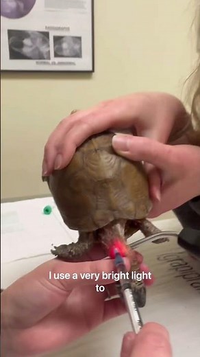 How To Draw Blood From The Jugular Vein of a Box Turtle