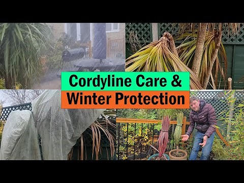 Can freezing temperatures kill a Cordyline? Cordyline care and winter protection guide