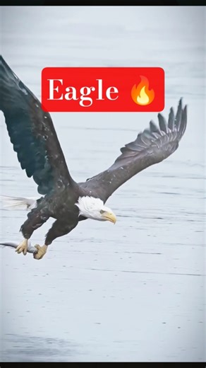 One Second Hunt – Eagle vs Fish 🐟 |#shorts