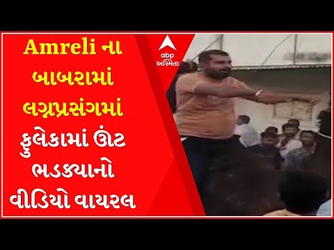 Video of a camel exploding in procession during a wedding