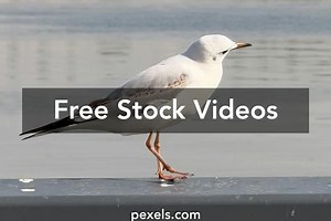 Anime Scene Videos, Download The BEST Free 4k Stock Video Footage & Anime Scene HD Video Clips