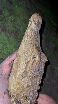 Looking for a 20 foot anaconda! #reptiles#snake#wildlife#animals#nature#colombia#crocodile#shorts