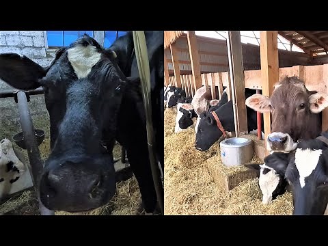 Feeding and Milking Cows on a Small Dairy Farm!