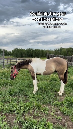 8.5K views · 195 reactions | 2024 APHA Smoky Grullo tobiano gelding ‘Milleniums MadeMeKool’ aka Palmer. By Millenium Made - out of Simply Kool Kat - 6️⃣5️⃣0️⃣0️⃣ 7️⃣5️⃣0️⃣0️⃣ - PM us or email us at meriklewaters@hotmail.com for more information #meriklewaters #gelding #horseforsale #canada #fblifestyle #grulla #horses #dreamhorse #oneofakind #animalvideo | Merikle Waters Paints & Quarters | Facebook