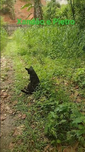 Xandão e Pietro testando roçadeira a bateria no sítio viva verde, terapia de campo