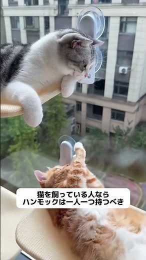 【癒やし】空を飛んでるみたい？☁️ roomert の「窓際キャットベッド」で、愛猫に最高のひなたぼっこをプレゼント🐈✨#猫のいる暮らし #キャットタワー #猫ベッド #ひなたぼっこ #猫用品 #PR