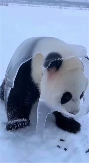 Frozen in Silence: Hyper-Realistic Panda Rescue Trapped in Ice