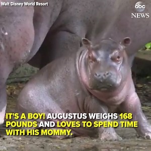 9.4K views · 280 reactions | Meet Augustus-- the first hippo born at...