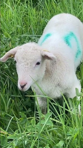 EasyCare Sheep: Efficiency in Every Field