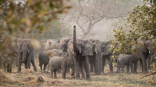 500 Elephants