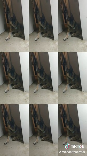 Michael Feuerstein (@michaelfeuerstei)’s videos with original sound - Michael Feuerstein