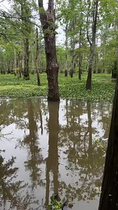 77K views · 886 reactions | Blue crawfish i caught today!!! | Andraz Egart | Facebook