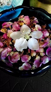 Avalonian offerings durring Beltane Tide! 🌸 Apple Blossom and Roses in Sacred Water 🌸 Happy Beltane! | Annwyn Avalon