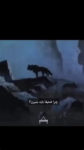 ‎✒آرشیت_ هراکلیتوس🎭‎ on Instagram‎: "⁨ ⁨ ⁨ انیمیشن «Ringing Bell (1978)#» از آن کارهای به‌ظاهر کودکانه است که اصلاً مناسب بچه‌ها نیست. داستانش یک‌جور تصویر تکان‌دهنده از نگاه «#فریدریش_نیچه» به زندگی است. «#چیرین» در شروع قصه مثل آدمی است که خودش را به #قوانین و #اخلاق_سنتی گره زده؛ همان اخلاق #مطیع و رام که نیچه همیشه به آن می‌تازد. وقتی مادرش توسط گرگ از دست می‌دهد و با #شَرِ_عریان روبه‌رو می‌شود، انگار برایش «#خدا» می‌میرد. همه‌ی چیزهایی که به آن‌ها تکیه داشت ــ امنیت، مهربانی، بخشش ــ جلوی 