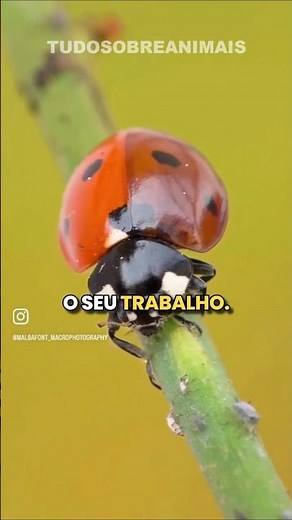 O SEGREDO das joaninhas!