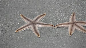 13K views · 295 reactions | (For licensing and usage, contact: licensing@viralhog.com) Gray Sea Stars today in Garden City Beach, SC. They appear to be touching hands then looking like a banana peel where you can see their legs underneath... then another one looks like it's dancing through the air. God's creation is so amazing! Please share this video to create awareness for the miracle that is happening in our area. | Austin Bond Photography | Facebook