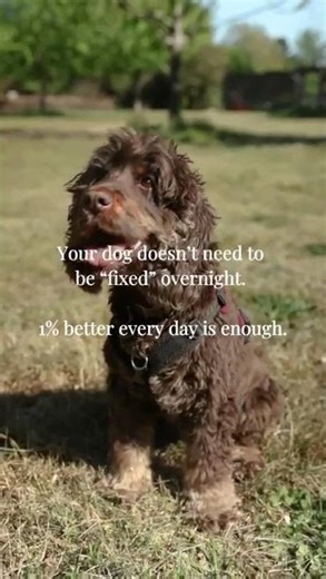 Small changes = big results in dog behaviour