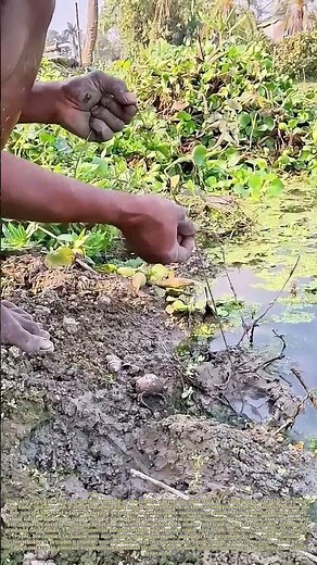 Hooking Burrowed Eels: How a Simple Hand-Tied Line Sustains Wetland Village Food Security