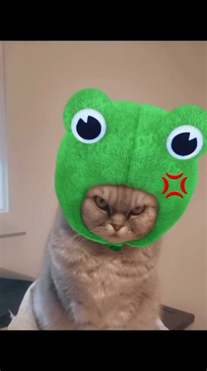 笑い止まらんｗSNSで話題の爆笑アニマル動画6 選！ #アニマル発見隊 #いぬ #cat #面白集 #動物おもしろ動画 #animals #ねこ #cute