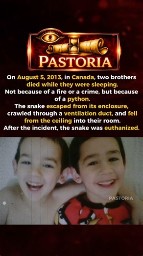Python Fell From the Ceiling While They Slept#history #shorts