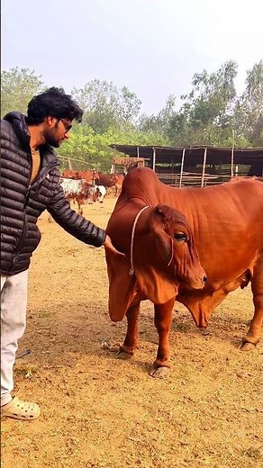 সম্পূর্ণ ফ্রি তে দেওয়া হবে কিন্তু কিভাবে #trending #shorts #farming