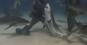 Mergulhadora 'encanta' tubarão e tira anzol de dentro da boca do peixe