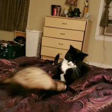 Cute Play Fight Between Cat and Ferret - 1360197