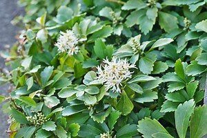 Will Pachysandra Choke Out Other Plants?
