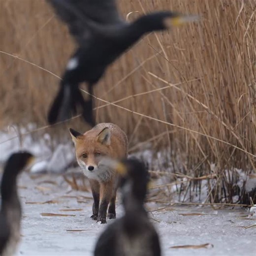 IbHellesOlesen on Instagram: "Hunting fox 🦊 This Red Fox (Ræv) was more committed than the one in a previous video. Look at him - he is targeting the Cormorants (Skarver) and the Grey Herons (Fiskehejrer) don’t trust him over a threshold… amazing to see 🦊"