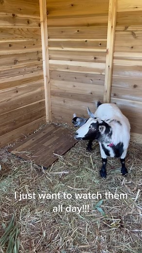 Dancing Goats TikTok Challenge: Watch Them Bust a Move on the Dance Floor!